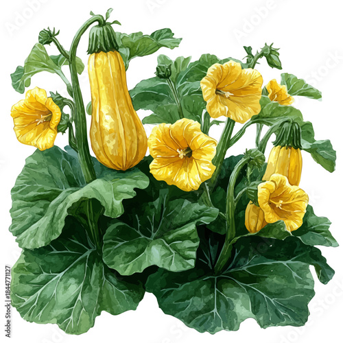 watercolor painting of Acorn Squash Blossom Branch, isolated on a white background.