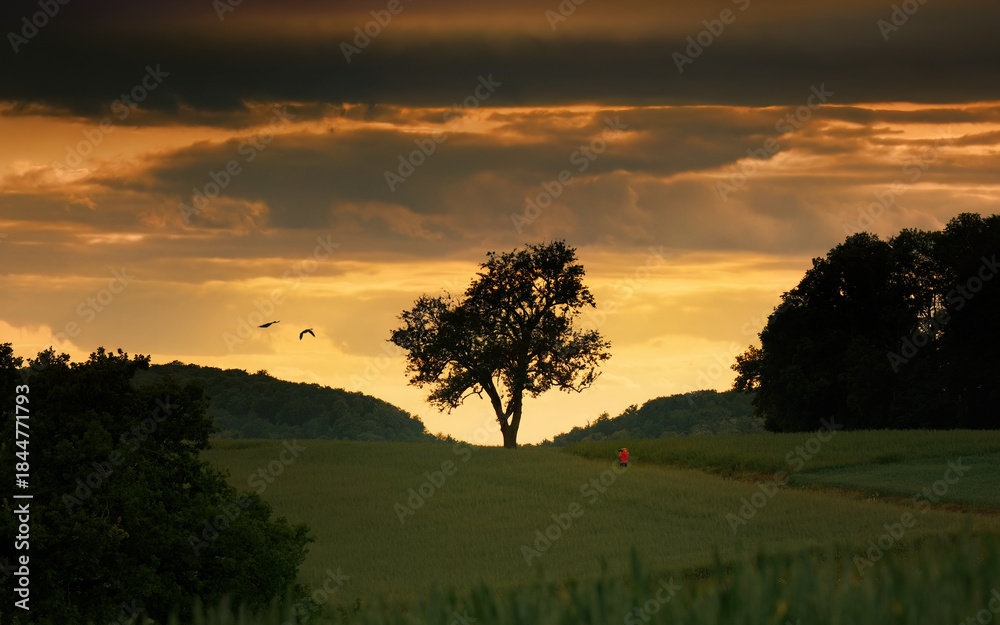 Fototapeta premium Silhouette of a lone tree on the horizon on hills at sunset, with dramatic colorful cloudy sky, two flying birds and a photographer