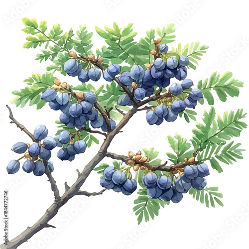 Acacia Branch, watercolor painting capturing graceful lines and soft blended shades, isolated on a white background.