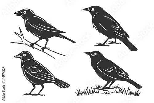 Placeholder image display