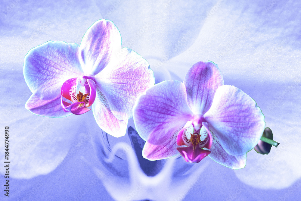 Obraz premium Orchideen
