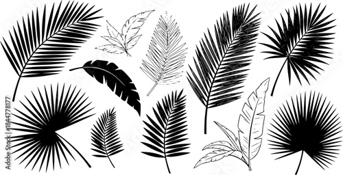 Palm leaves silhouettes, Tropical palm leaves vector, Leaf icon, Leaf silhouette, Palm leaf vector, Palm leaves, Leaves silhouette