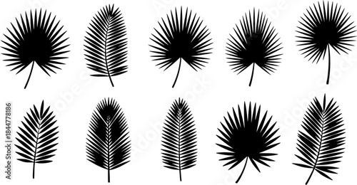 Palm leaves silhouettes, Tropical palm leaves vector, Leaf icon, Leaf silhouette, Palm leaf vector, Palm leaves, Leaves silhouette