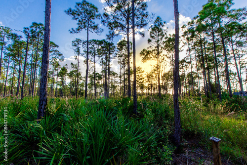 Sunny Afternoon at Oxbow Eco-center, Fort Pierce, Florida