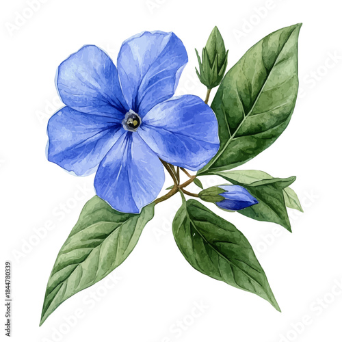 Periwinkle Flower, vibrant watercolor vector, isolated on a white background, high quality and detailed design.