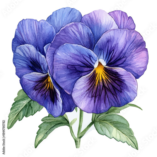 watercolor painting of Pansy Flower graphic, isolated on a white background.