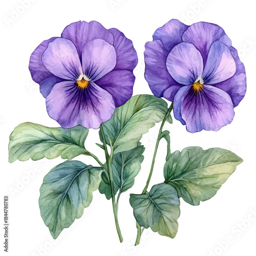 watercolor painting of Pansy Flower graphic, isolated on a white background.
