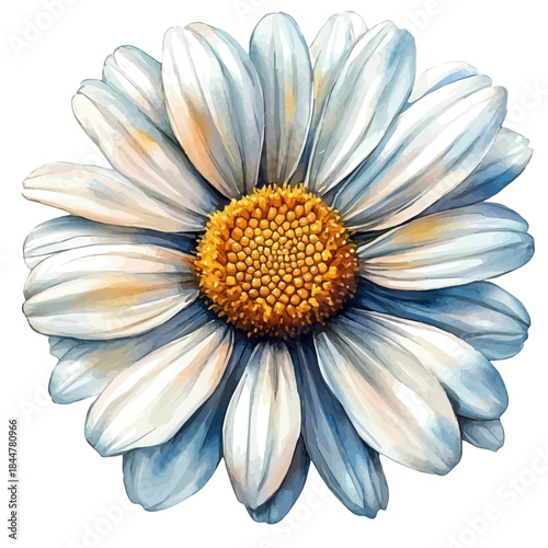 watercolor painting of Oxeye Daisy Flower graphic, isolated on a white background.