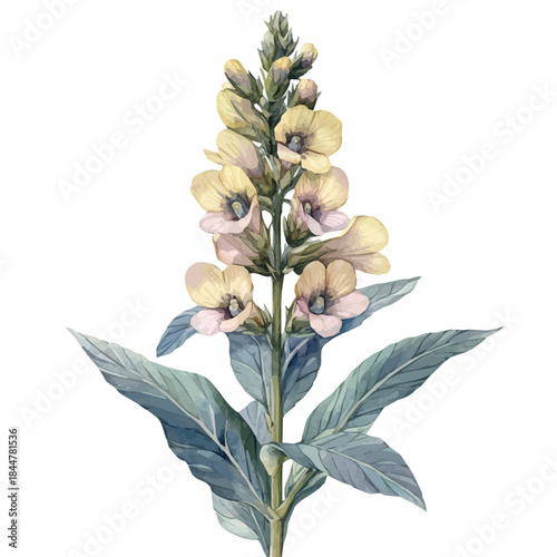 Mullein Flower, high quality watercolor, isolated on a white background, vibrant details.