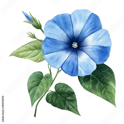 Morning Glory Flower, high quality watercolor, isolated on a white background, vibrant details.