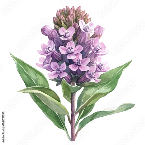 Tableau sur toile Milkweed Flower, vibrant watercolor vector, isolated on a white background, high quality and detailed design