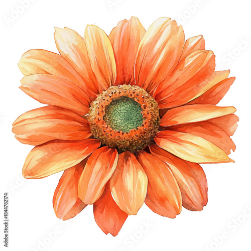 Mexican Sunflower Flower, high quality watercolor, isolated on a white background, vibrant details.