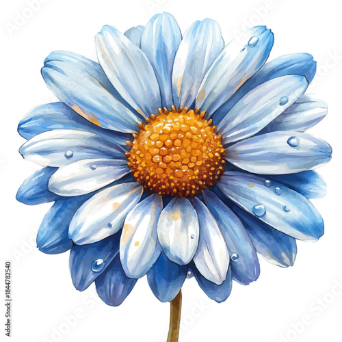 watercolor graphic of Marguerite Daisy Flower illustration, isolated on a white background.