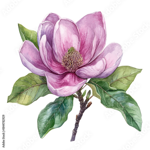 watercolor painting of Magnolia Flower graphic, isolated on a white background.