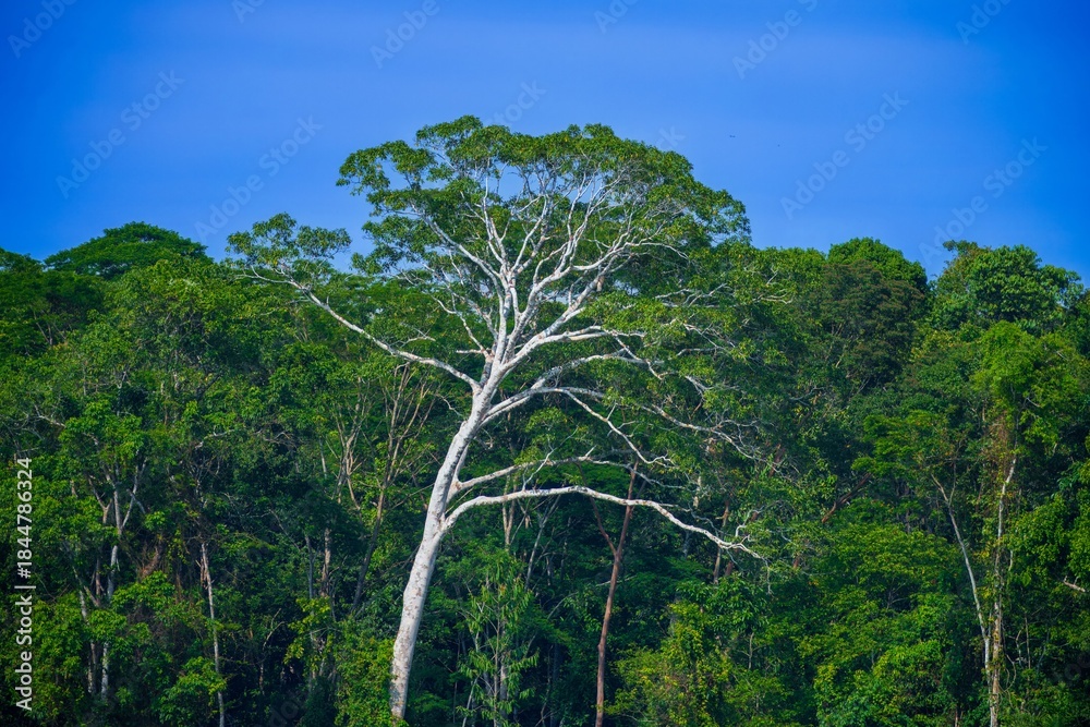 Obraz premium Woods in Amazon Tropical Rain Forest at Madre de Dios river, Manu National Park, Peruvian Amazon, Peru