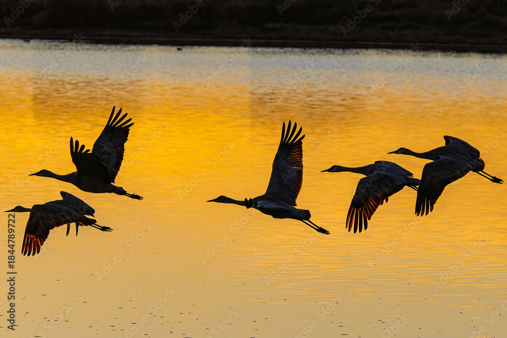 Fototapeta premium Sandhill cranes (antigone canadensis) taking flight at sunrise in Southern AZ