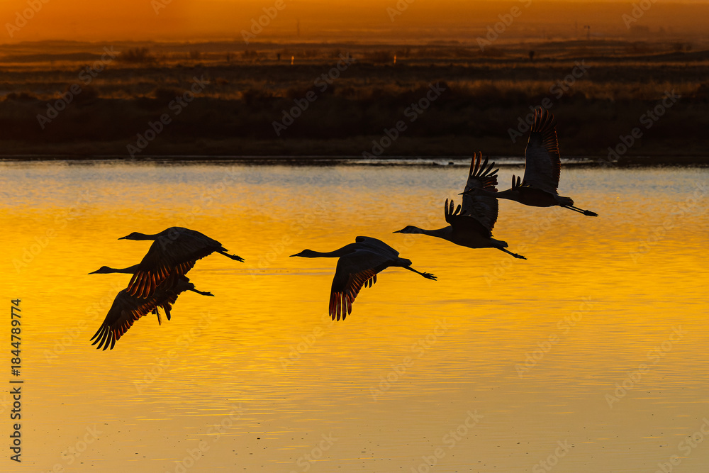 Fototapeta premium Sandhill cranes (antigone canadensis) taking flight at sunrise in Southern AZ