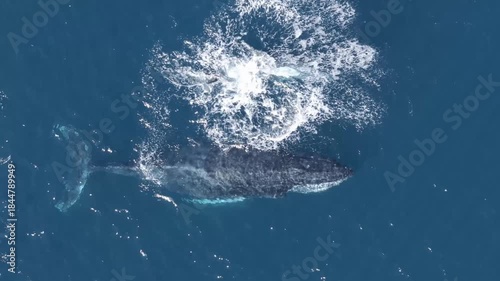 Aerial Bird's Eye View of Humpback Whale and Calf in he Ocean