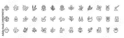 Medicinal herbs vector icon set, thin line pictograms of echinacea, ginger, turmeric, lavender, rosemary, calendula, lemon balm, dandelion, st johns wort, botanical healing illustration