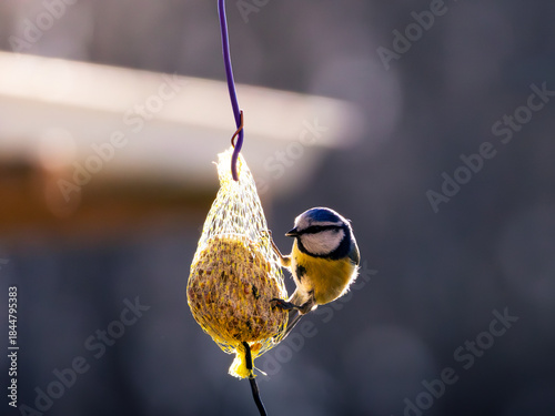 Kohlmeise an einer Winterfütterung 
