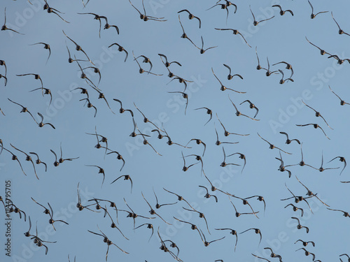 Black-tailed godwit, Limosa limosa