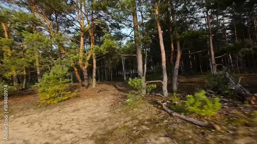 Trees Sand Dune Surfing 