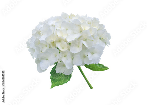 White bigleaf hydrangea inflorescence isolated transparent png. Hydrangea macrophylla. Hortensia Flower.