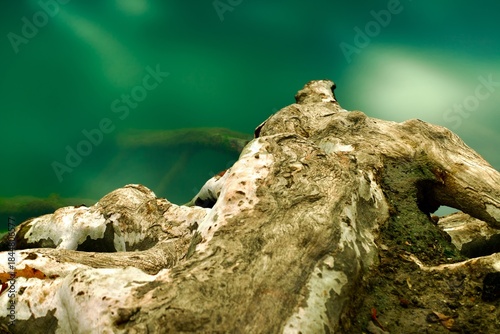 Raices de un arbol en el rio.