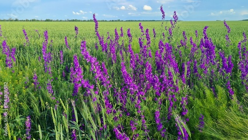 In summer, tall grass with beautiful purple flowers blooms abundantly along country roads