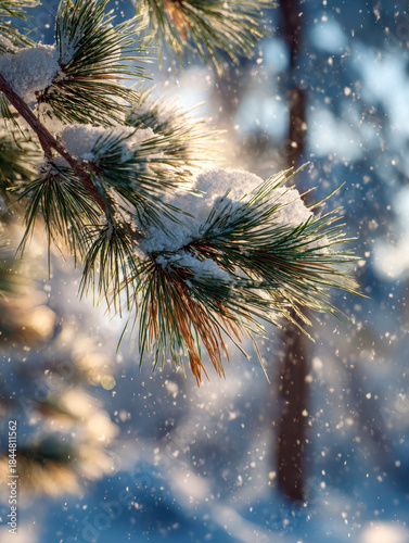 Snow-covered pine tree branches sparkling in the sunlight with gentle snowfall in a serene winter forest setting during golden hour light