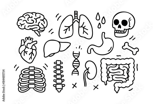 A comprehensive set of hand-drawn human anatomy elements, featuring internal organs, skeletal structures, and DNA in a minimalist doodle style on a white background — stock vector.