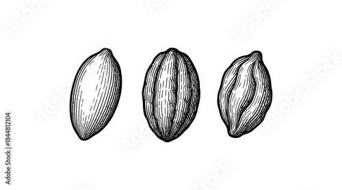 Detailed hand-drawn illustration of three cocoa beans in a row on a white background