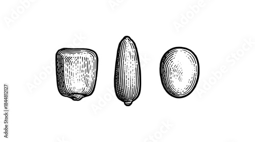 Vintage illustration of three seeds: corn, sunflower, and soybean