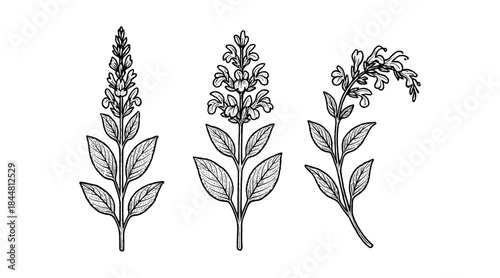Detailed botanical illustration of sage plants in black and white
