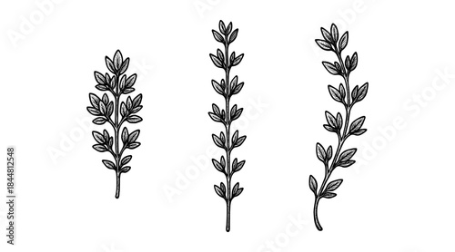 Hand-drawn botanical illustration of three sprigs with leaves on white background
