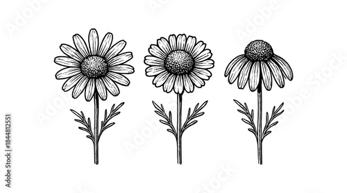 Detailed botanical illustration of chamomile flowers in various stages of bloom
