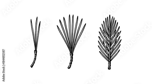 Detailed illustration of pine needles, perfect for botanical or nature-themed designs