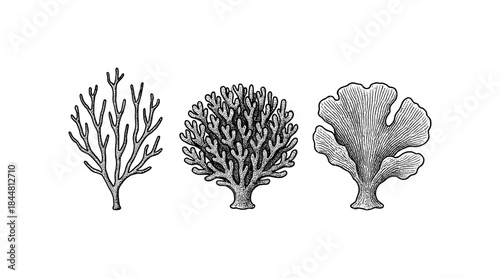 Detailed pen and ink illustrations of various coral reef formations