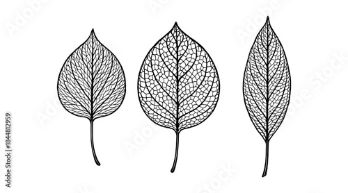 Detailed black and white leaf skeletons on a white background
