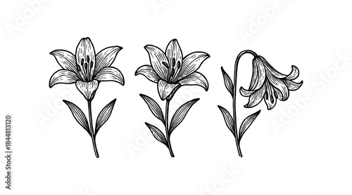 Elegant Black and White Lily Flower Line Art Illustration