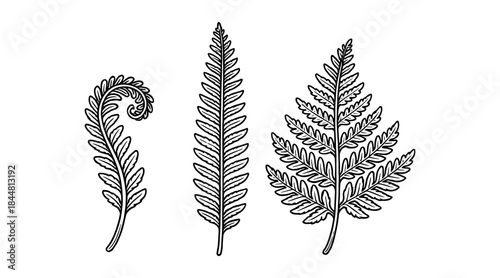 Detailed black and white fern illustrations on a white background