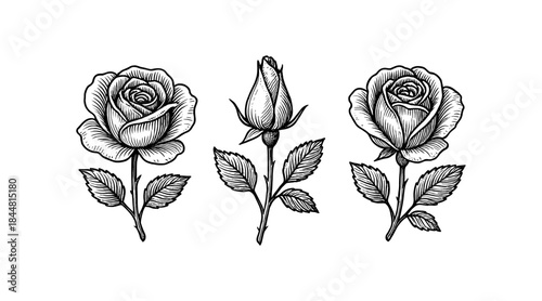 Detailed hand-drawn illustration of roses in various stages of bloom