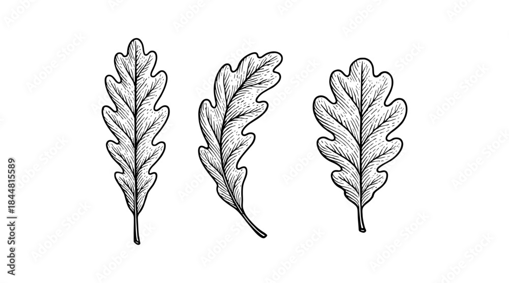 Fototapeta premium Detailed black and white illustration of oak leaves on a white background