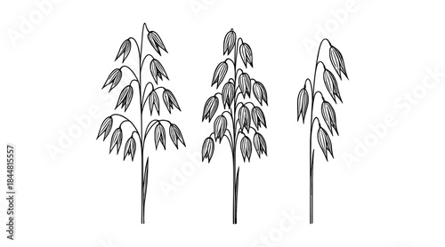 Elegant black and white illustration of oat plants on a white background