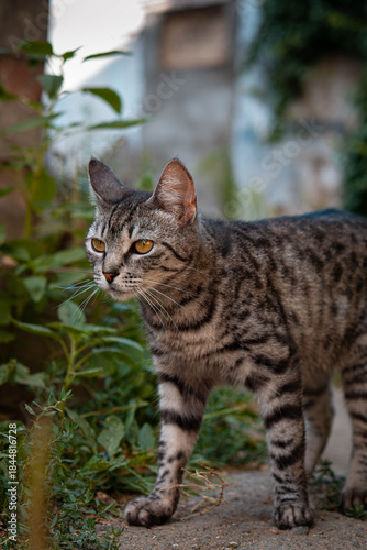 Wallpaper Mural Full-body side view of a striped tabby cat standing outdoors near green plants. Natural daylight, shallow depth of field, and a calm, alert posture create an authentic street animal portrait. Torontodigital.ca