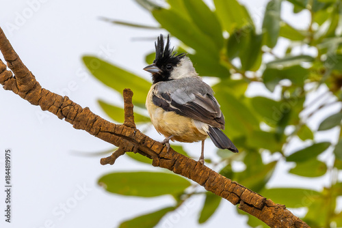 Charitospiza eucosma 