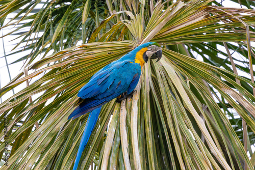 blue and yellow macaw