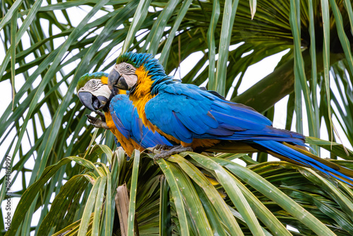 blue and yellow macaw