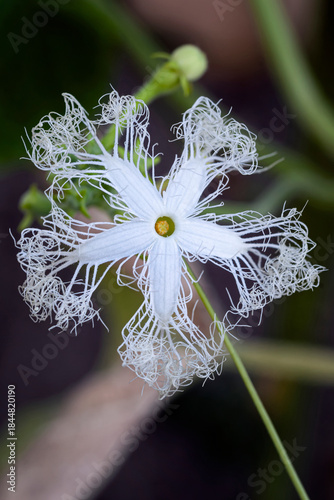 lace flower, snake gourd (Trichosanthes cucumerina var. anguina), Cucurbitaceae. Perennial climbing herb, ornamental plant, white flower.