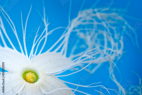 lace flower, snake gourd (Trichosanthes cucumerina var. anguina), Cucurbitaceae. Perennial climbing herb, ornamental plant, white flower.